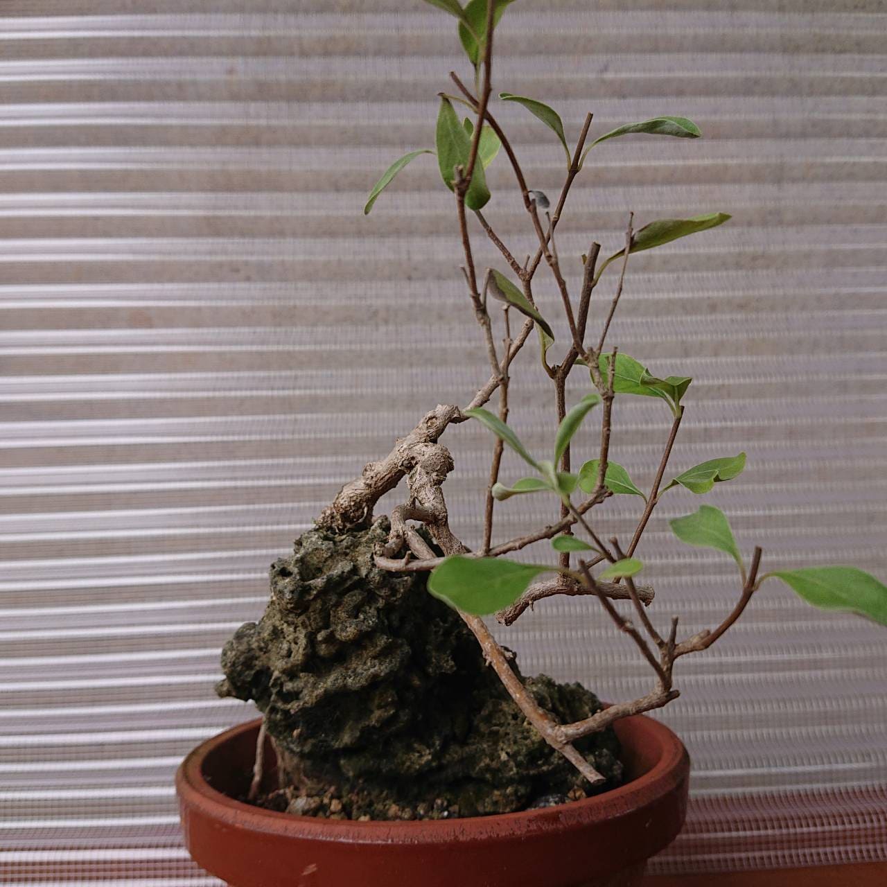 ヤマコウバシ盆栽 SS019 ヤマコウバシ盆栽 SS018 ヤマコウバシ盆栽 SS019