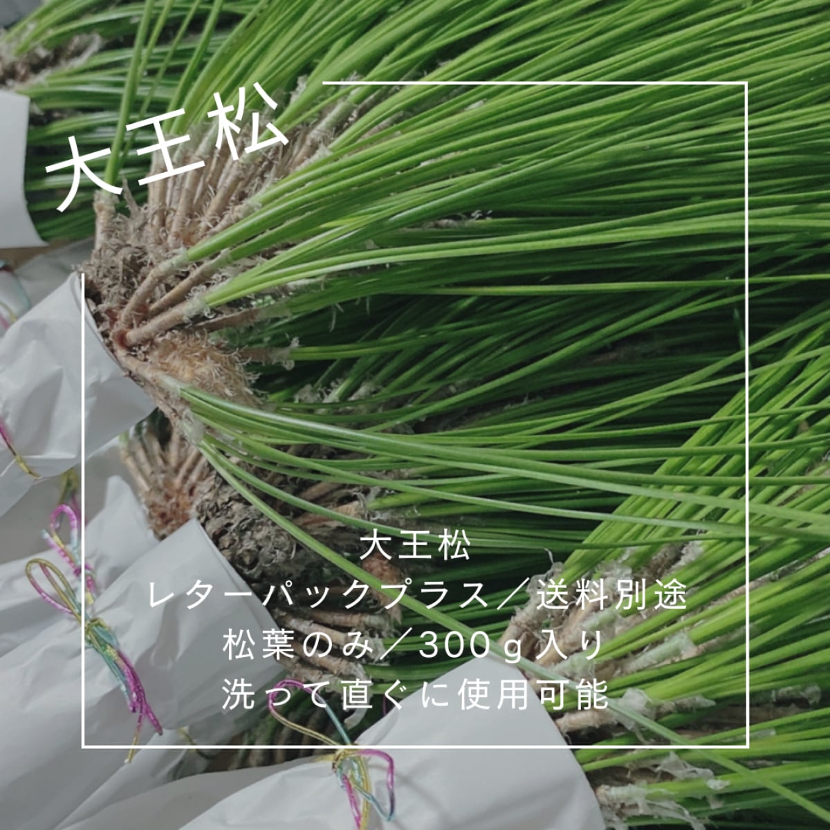 松の葉 松葉 松 3本セット matubacha_tl9.jpg