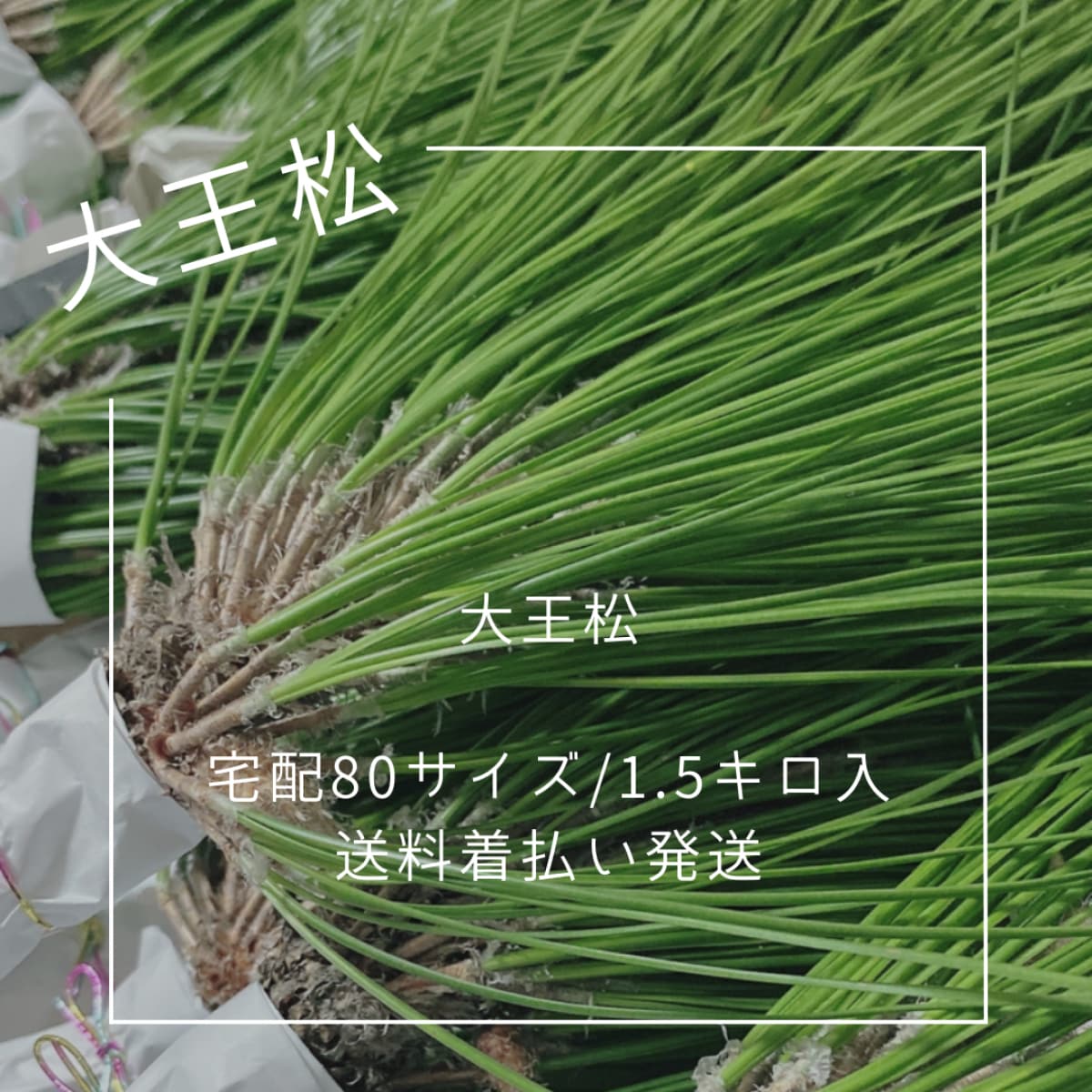 松の葉 松葉 松 3本セット その他