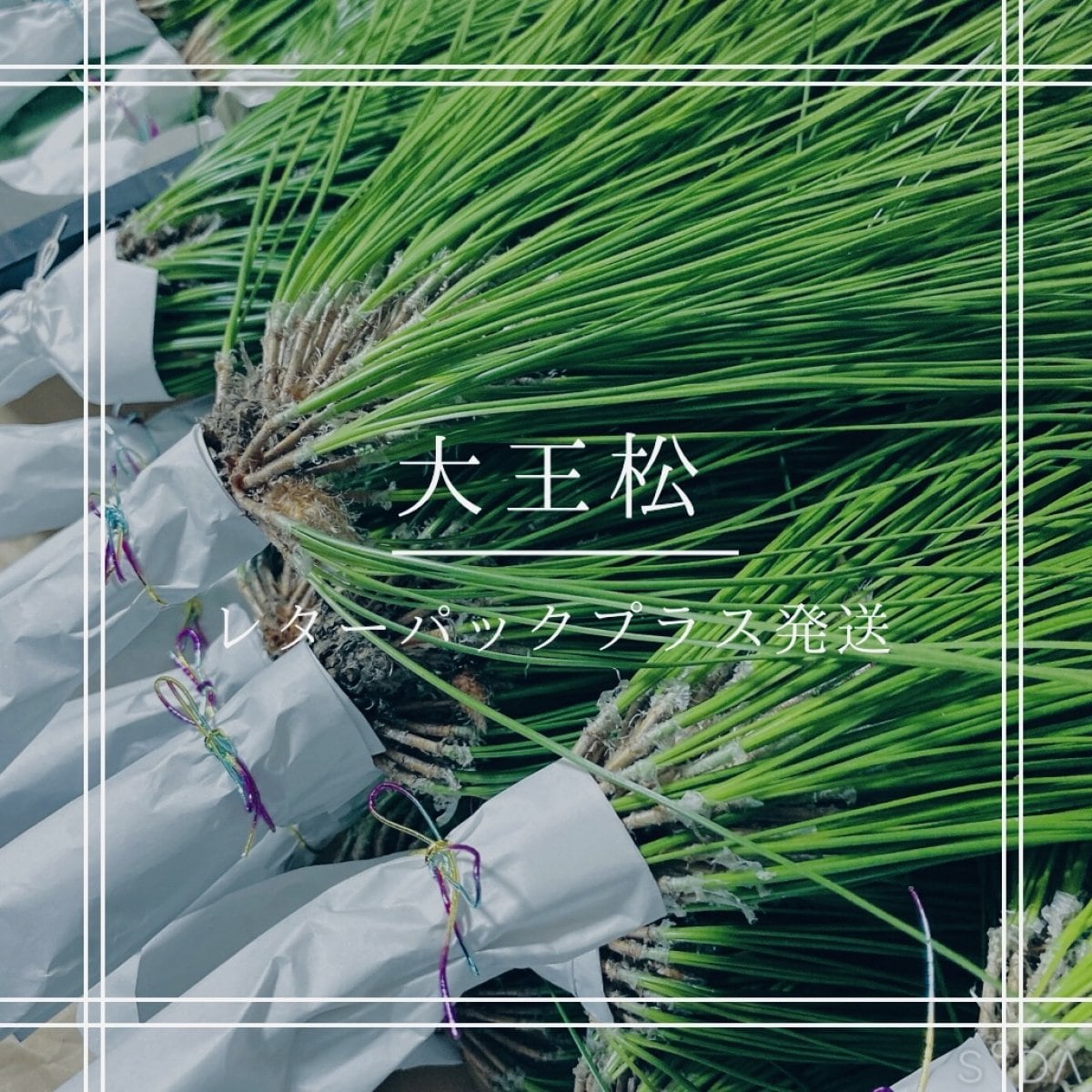 大王松の葉　30束 大王松の葉 30束