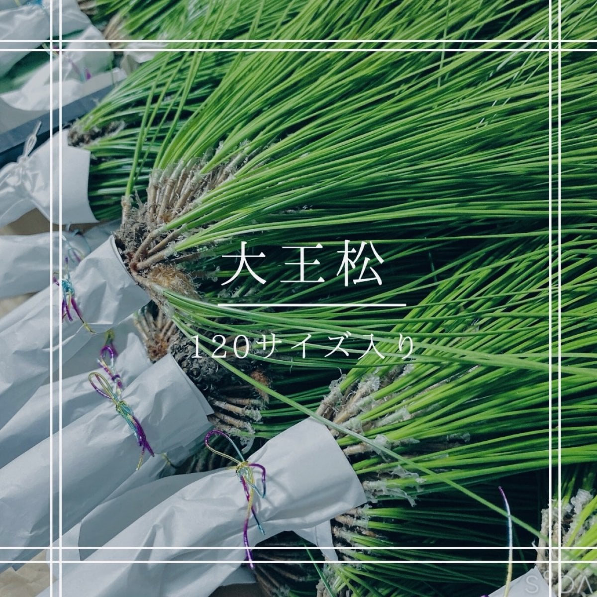 緊急告知 ] 最後の松送り！！大王松【国産 九州/無農薬/安心安全】宅配