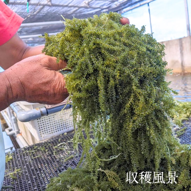 全国発送》海ぶどう500g箱入り／沖縄県唯一のEM栽培！《沖縄県
