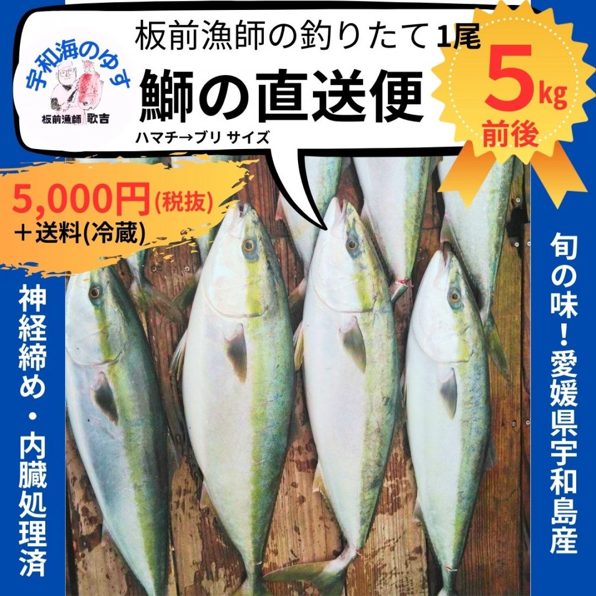 【初回限定】旬の鰤(ブリ)釣りたて直送便5㎏/愛媛県宇和島産