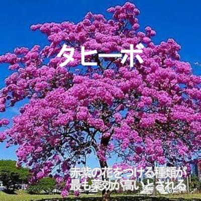 100人が実証　紫イペエキスでガンが治った　本 タヒーボエキス100cc（紫イペエキス、パウダルコエキス、タヒボ