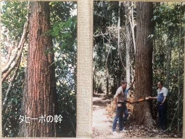 タヒーボエキス100cc（紫イペエキス、パウダルコエキス、タヒボ