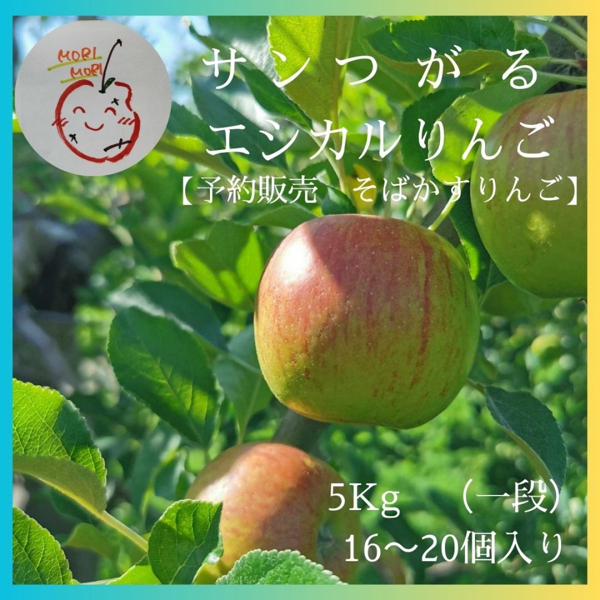 【サンつがる　訳ありエシカルりんご】予約販売　そばかすりんご 5kg(16〜20個入り)