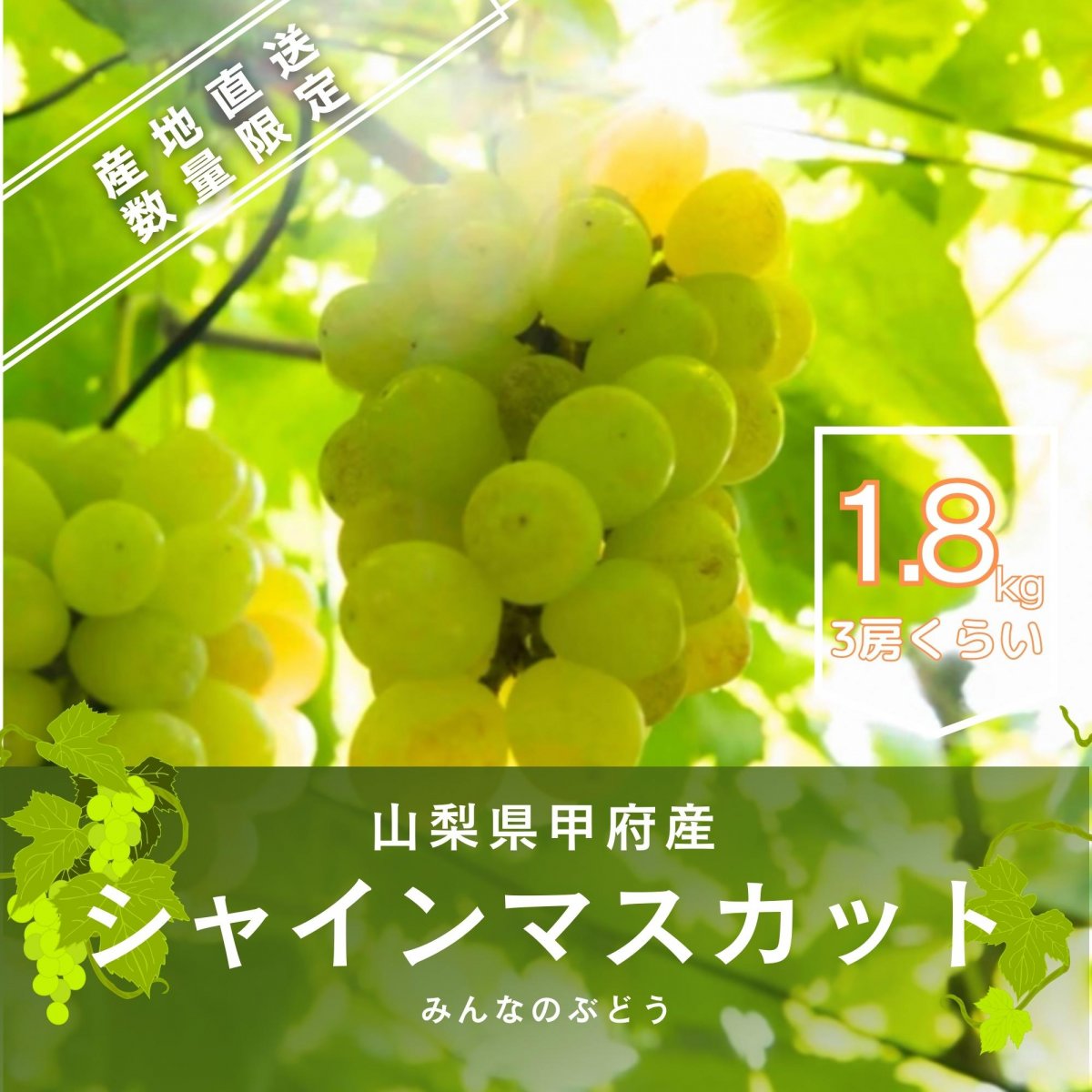 「みんなのぶどう」《約1.8kg/3〜4房くらい》数量限定/予約販売/山梨県甲府産シャインマスカット1箱