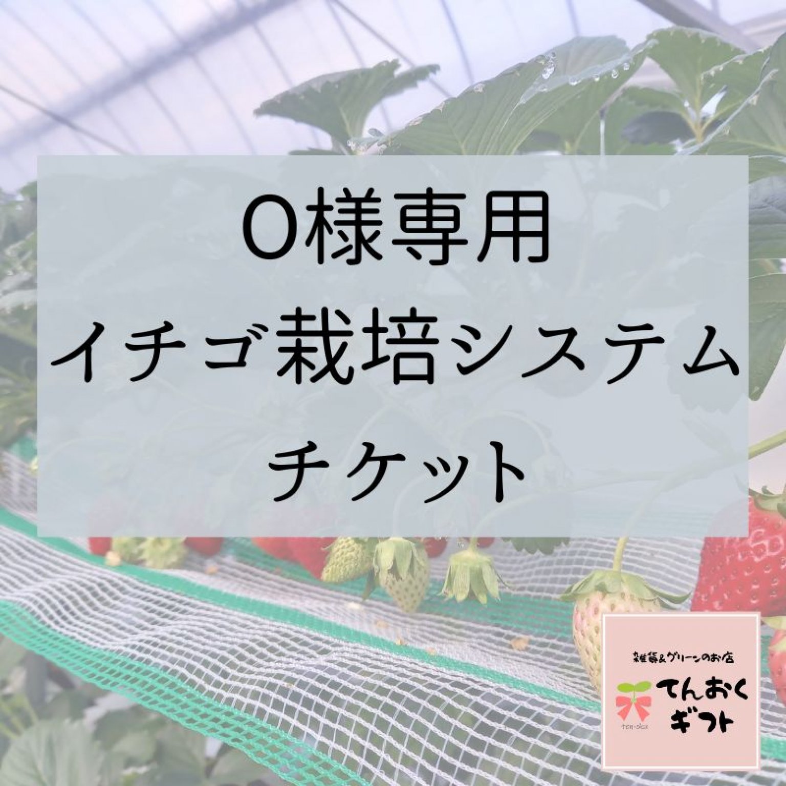 O様向け　イチゴ3段栽培システム　【就労支援向け】