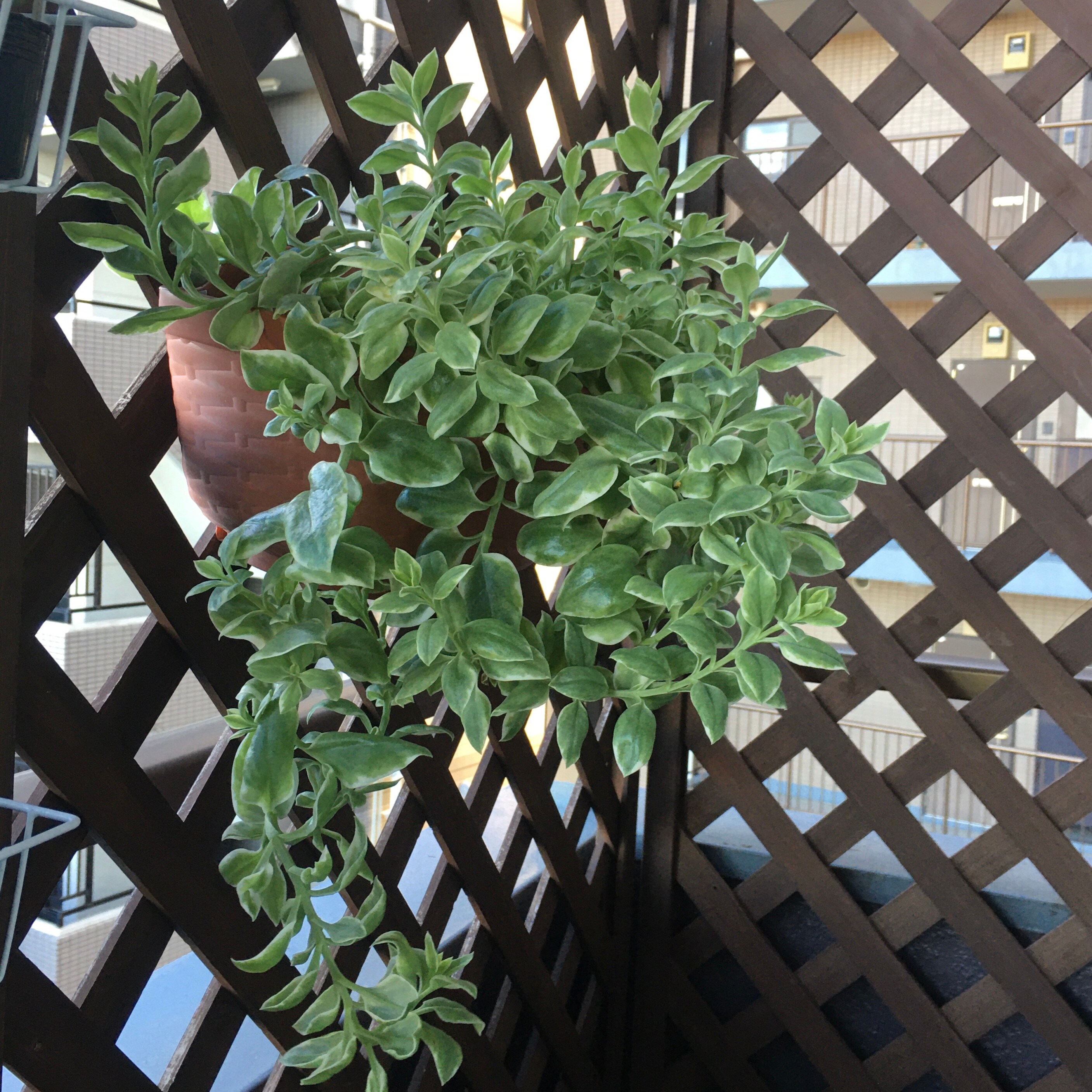 斑入りベビーサンローズ⑥ 抜き苗 多肉植物 斑入りベビーサンローズ⑥ 抜き苗 多肉植物