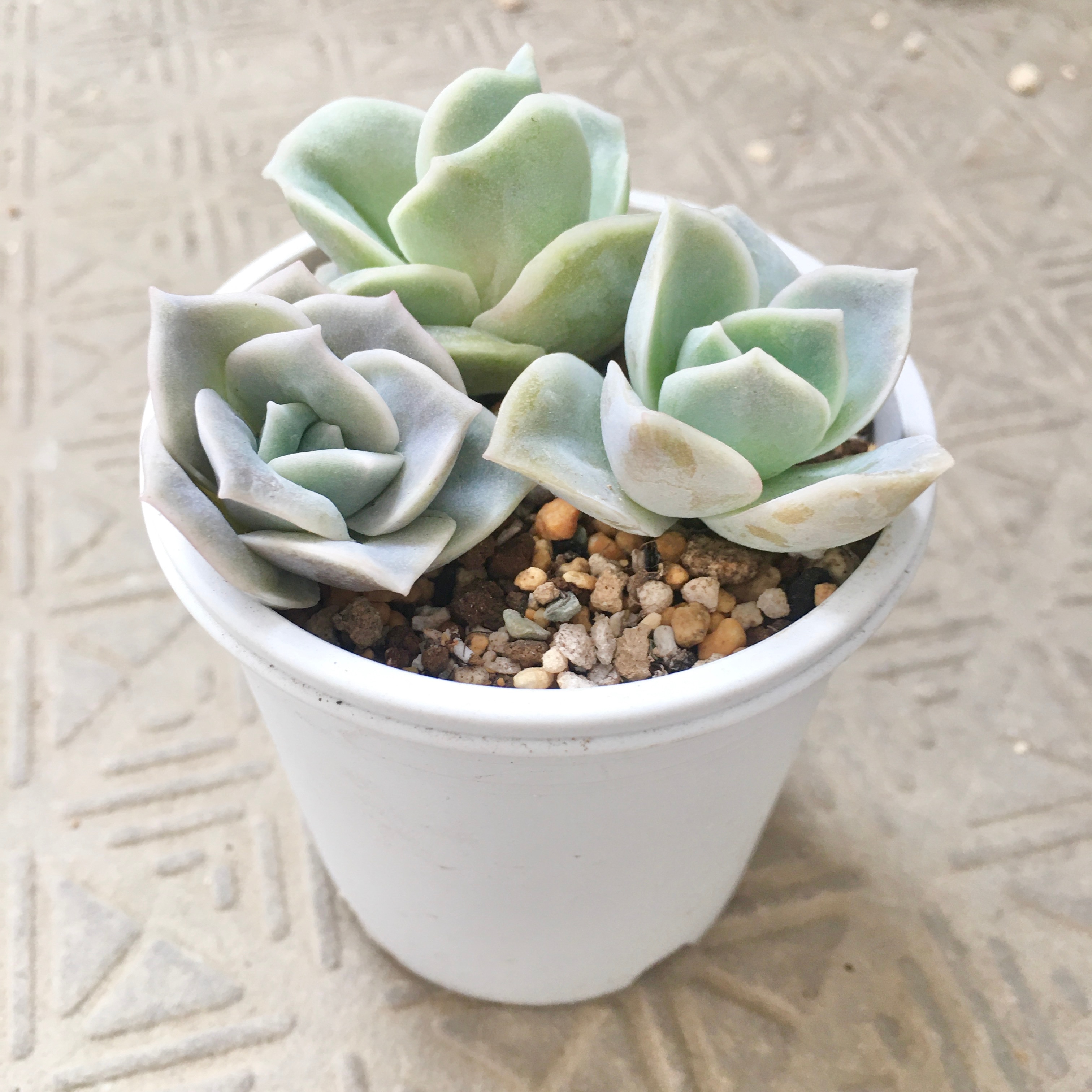 多肉植物 速達で発送 - その他