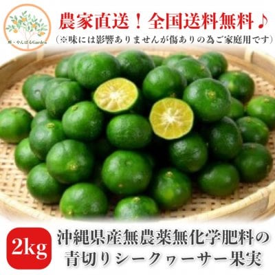 【2Kg】沖縄無農薬青切りシークヮサー(ヒラミレモン)/安心安全な農家直送/送料無料/家庭用
