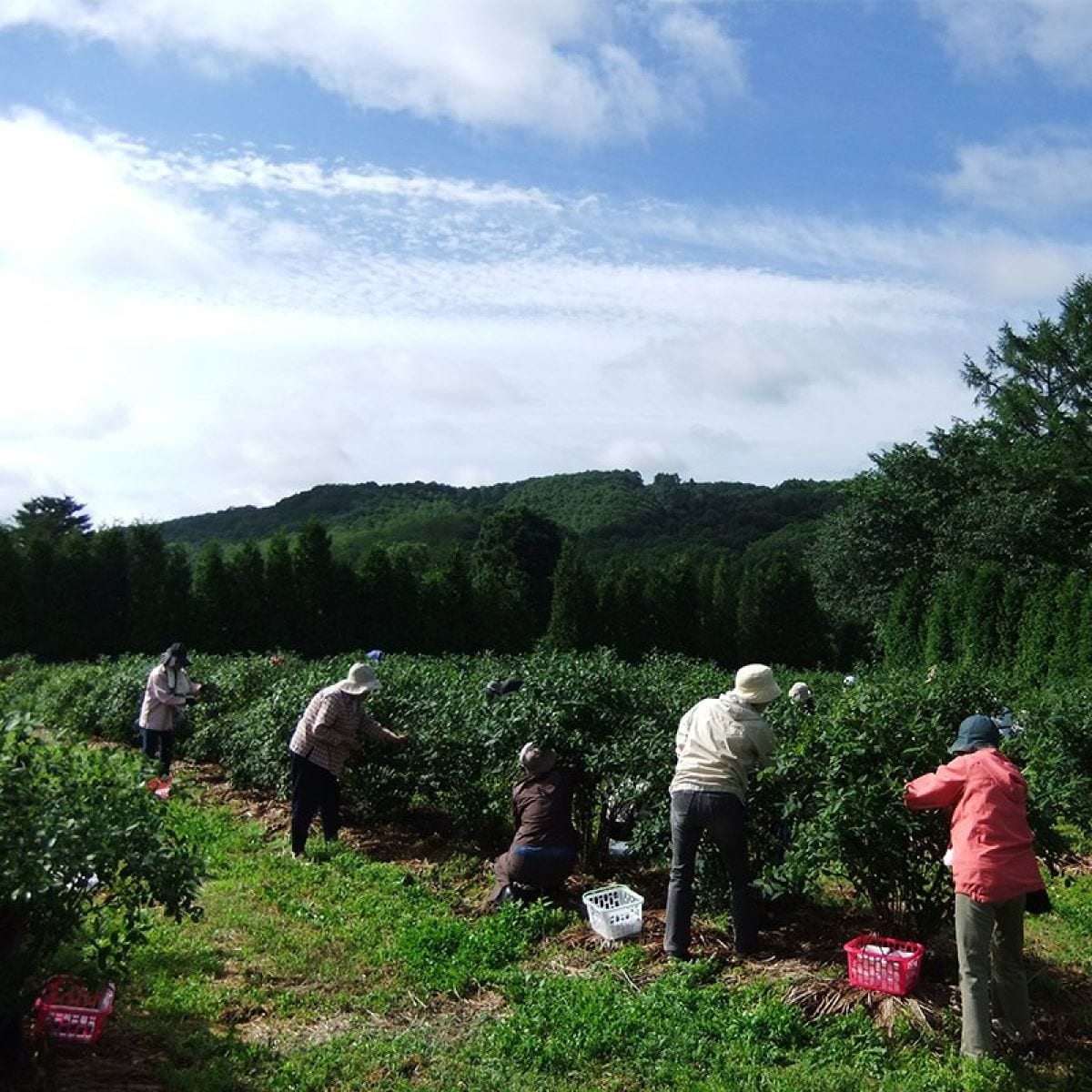 ハスカップ狩り（７月１０日㈰・午前中）自然栽培畑