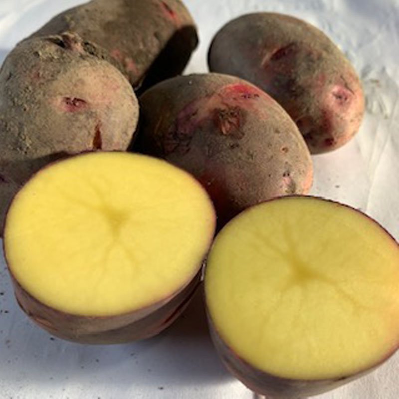 デストロイヤー グラウンドペチカ ジャガイモ新品種 五個入り サイズ重さ不揃い デストロイヤー グラウンドペチカ ジャガイモ新品種 五個入り サイズ重さ不揃い