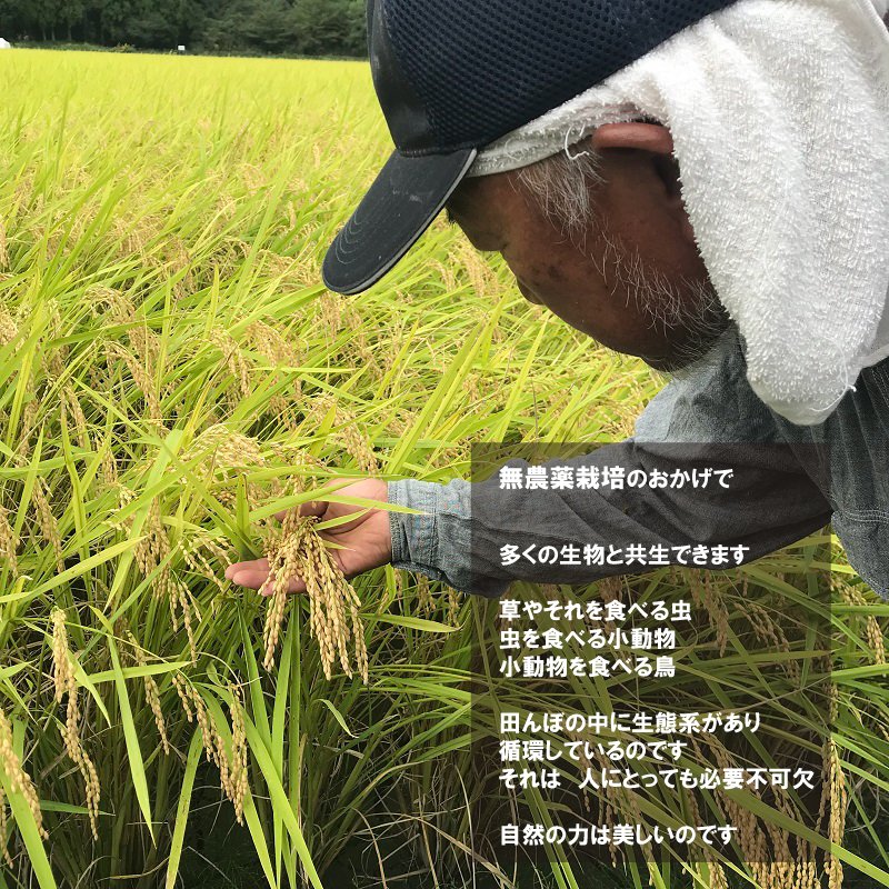 玄米☆②【農薬：栽培期間中不使用】高知 コシヒカリ 20キロ