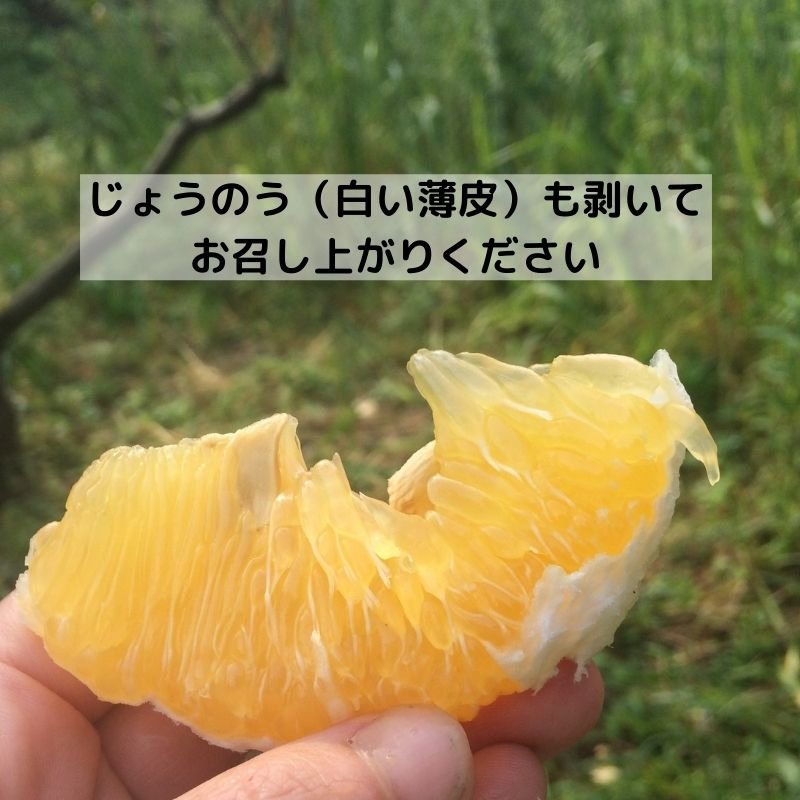 シーズン終了セール【高ポイント】甘夏 ５ｋｇ えん農園 木成り完熟 自然栽培 農薬・化学肥料・除草剤不使用 愛媛県愛南町 みかん 柑橘類