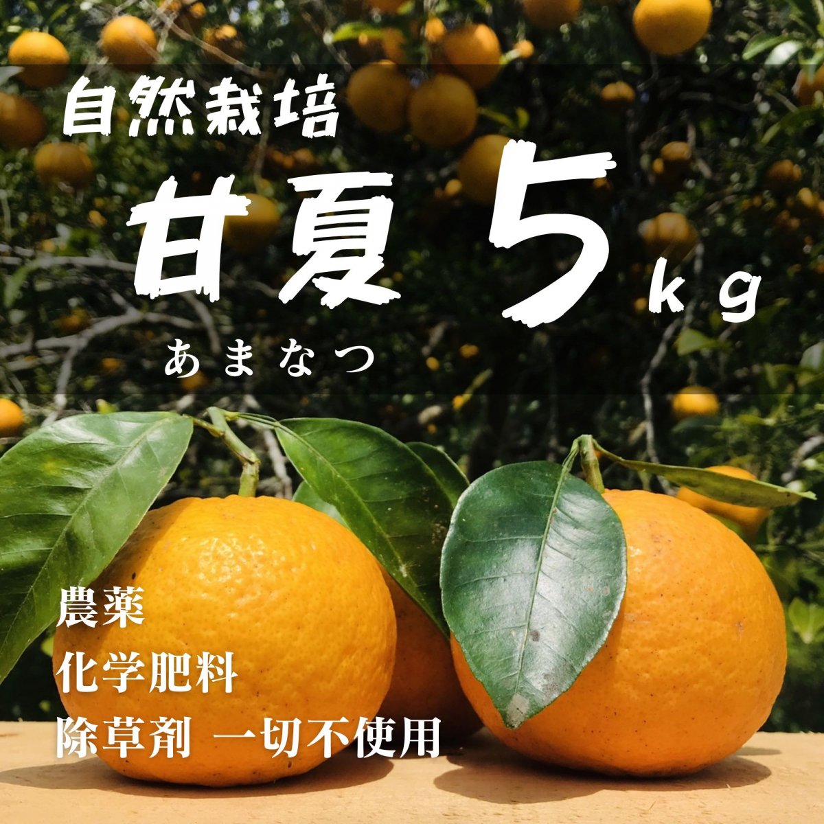 【応援プロジェクト商品】甘夏 ５ｋｇ えん農園 木成り完熟 自然栽培 農薬・化学肥料・除草剤不使用 愛媛県愛南町 みかん 柑橘類