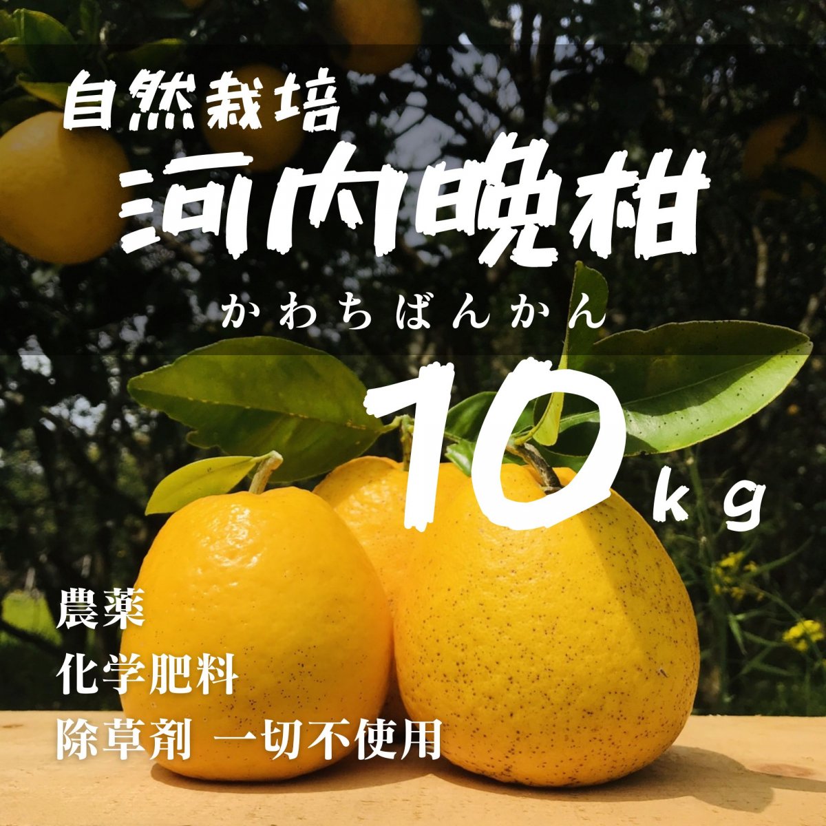 【高ポイント】河内晩柑 １０ｋｇ えん農園 木成り完熟 自然栽培 農薬・化学肥料・除草剤不使用 愛媛県愛南町 みかん 柑橘類