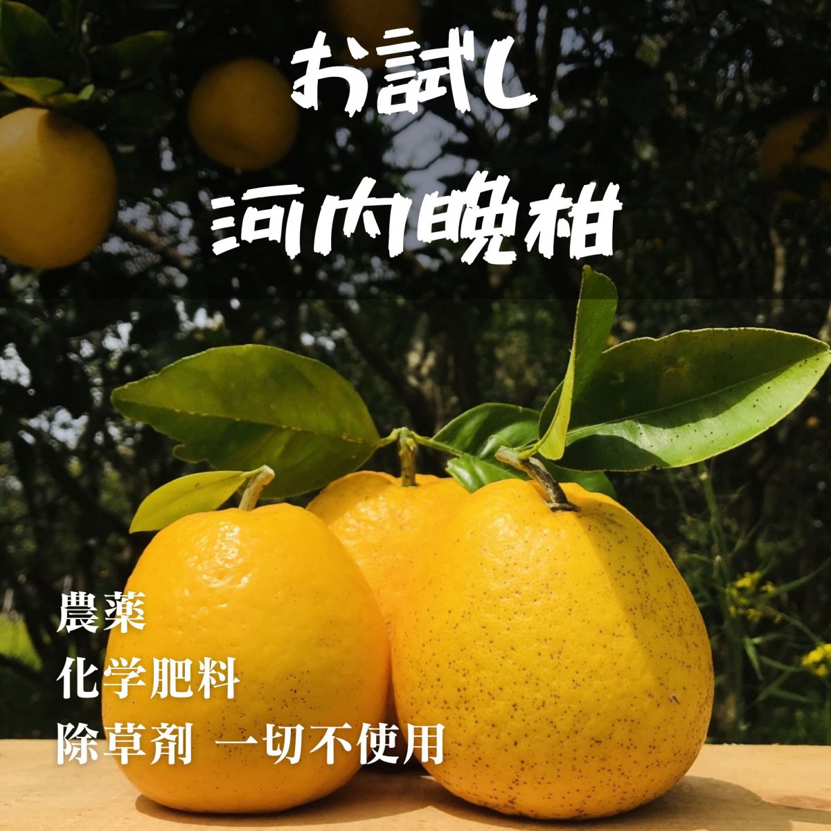 【お試し】河内晩柑４個 えん農園 自然栽培 農薬・化学肥料・除草剤不使用 愛媛県 愛南町 みかん 柑橘