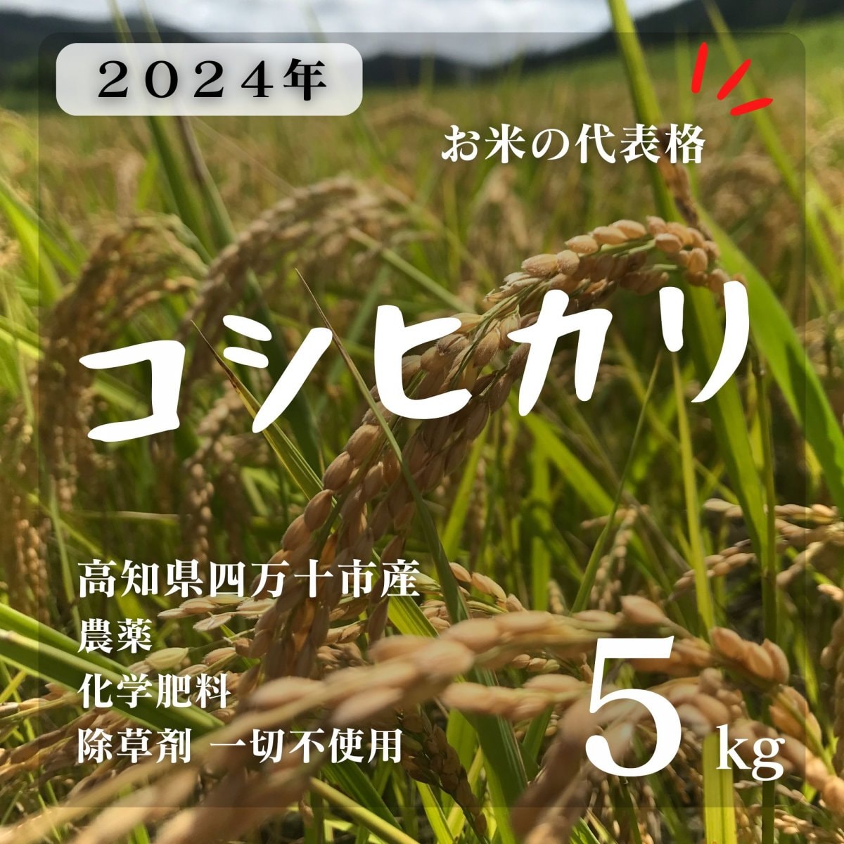 【高ポイント】コシヒカリ 5キロ 情熱のふくどめ米 2024新米 玄米 農薬・化学肥料・除草剤不使用 高知県四万十市産