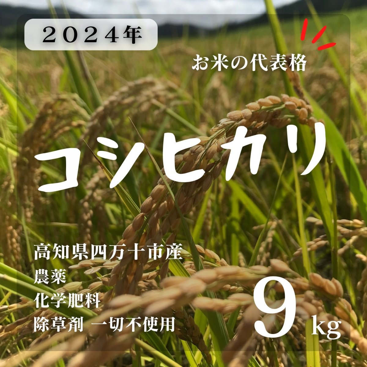 せんよう【高ポイント】コシヒカリ 7.5キロ 情熱のふくどめ米