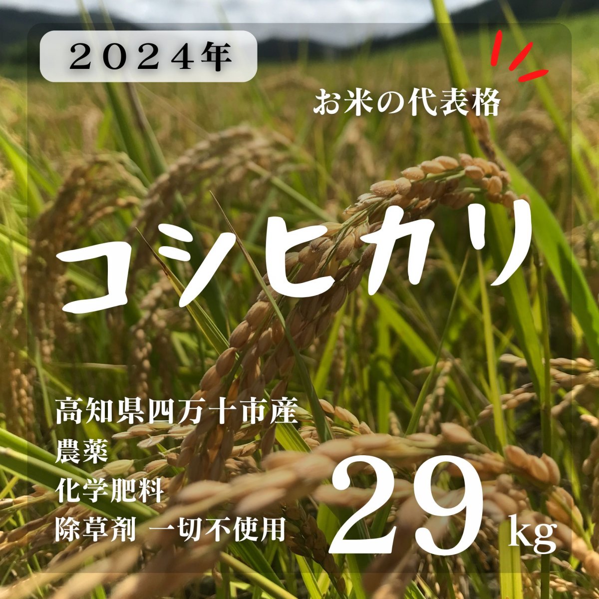 【高ポイント】コシヒカリ 29キロ 情熱のふくどめ米 2024新米 玄米 農薬・化学肥料・除草剤不使用 高知県四万十市産