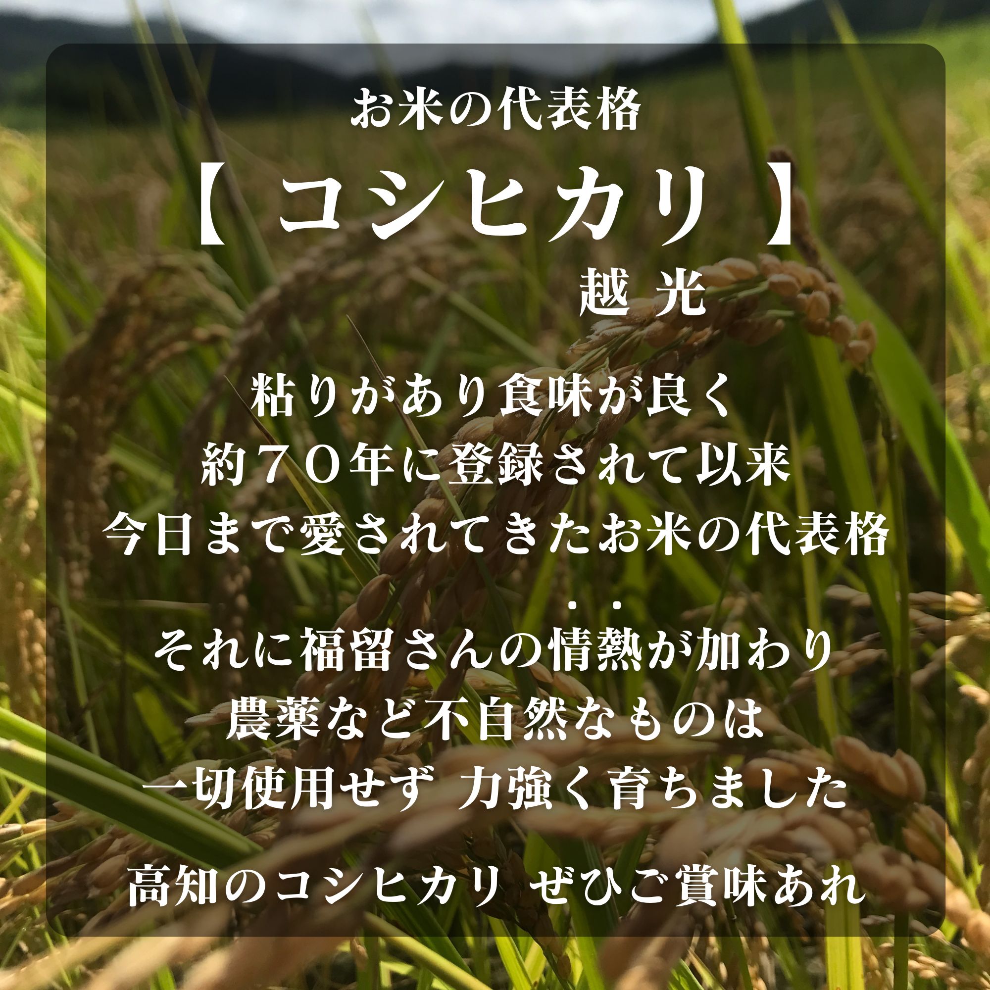 高ポイント】コシヒカリ 20キロ 情熱のふくどめ米 2024新米 玄米 農薬・化学肥料・除草剤不使用 高知県四万十市産