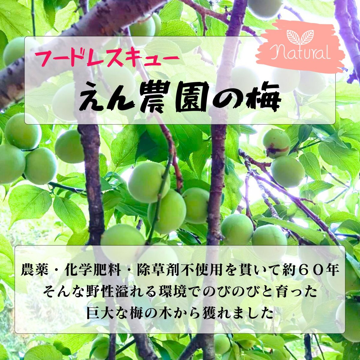 【フードレスキュー】【高ポイント】梅 １ｋｇ えん農園  自然栽培 農薬...