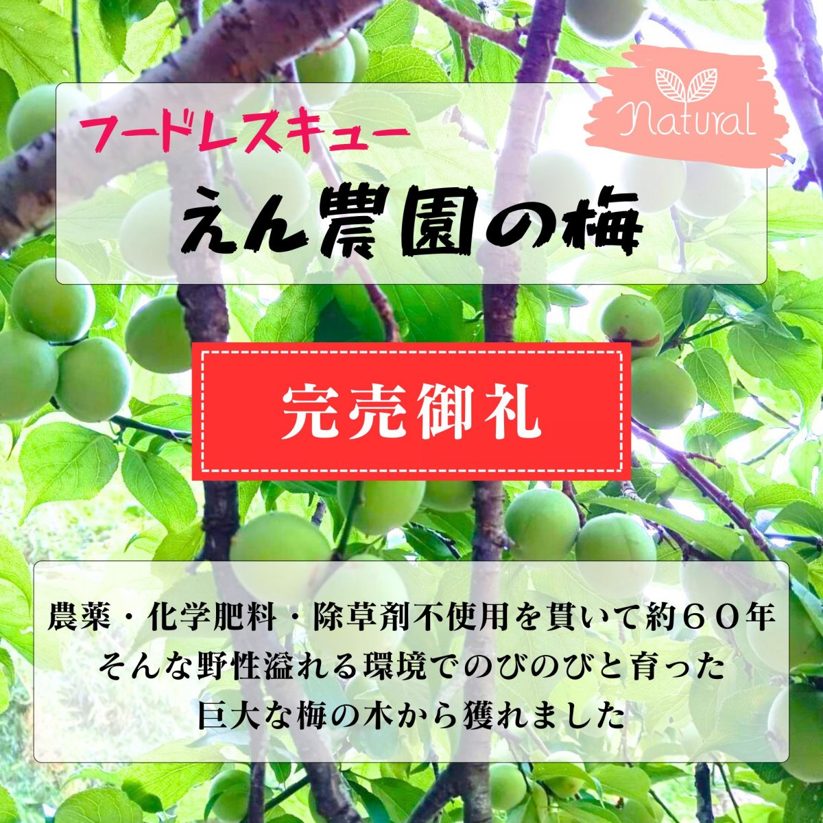 完売 感謝【フードレスキュー】【高ポイント】梅 １ｋｇ えん農園  自然...
