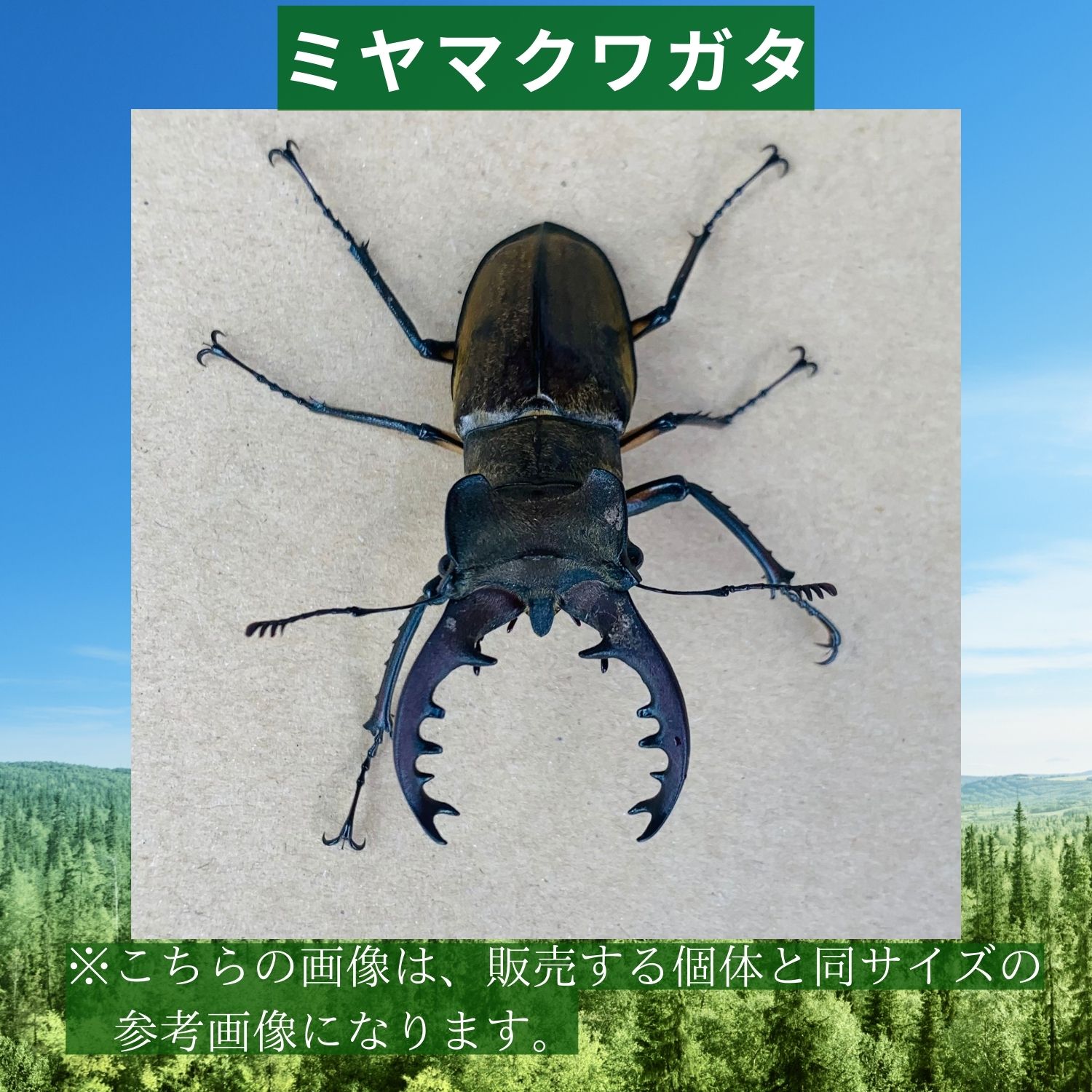 栃木県産【ミヤマクワガタ】60mm オス単品 野外自己採集品