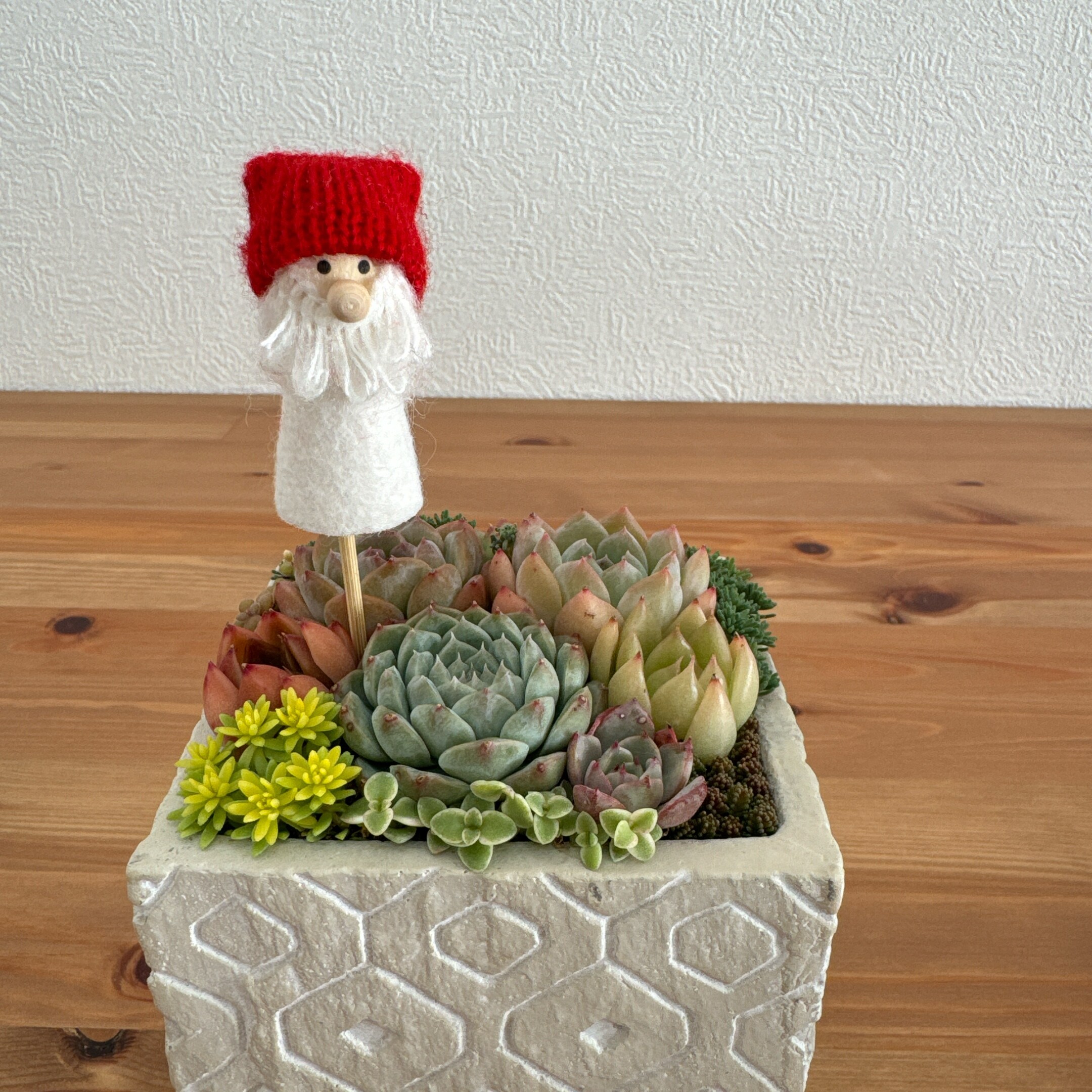 専用出品 エケベリア コレクション 【公式通販】