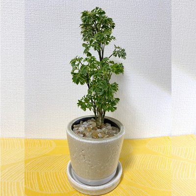 【ポリシャス】園芸家　国吉純先生コーディネートの１点もの！ジェムプラント☆シトリン入り