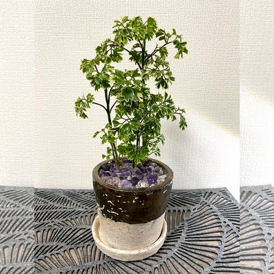 【ポリシャス】園芸家　国吉純先生コーディネートの１点もの！ジェムプラント☆水晶＆アメジスト入り