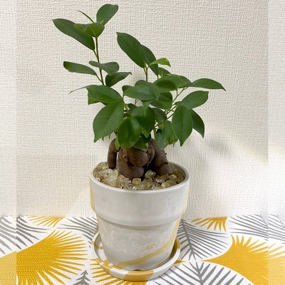 【ガジュマル】園芸家　国吉純先生コーディネートの１点もの！ジェムプラント☆シトリン入り