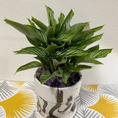 【カラテア エリプティカ ビッタタ】園芸家　国吉純先生コーディネートの１点もの！ジェムプラント☆アメジスト入り