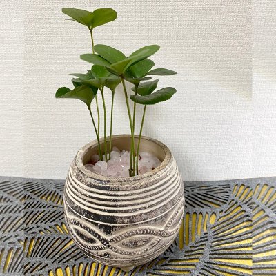 【四葉のプミラザミア】園芸家　国吉純先生コーディネートの１点もの！ジェムプラント☆ローズクォ―ツ入り