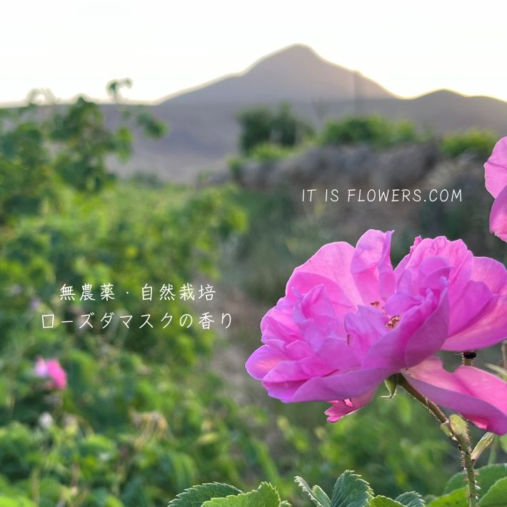 ローズエッセンシャルオイル 10ml ロールオン　未開封 &SH 植物ベース アロマ ロールオンボトル 10ml ダマスクローズ ローズ