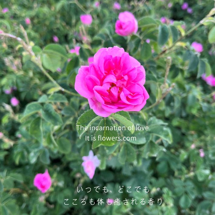 ローズエッセンシャルオイル 10ml ロールオン　未開封 Amazon.co.jp: アンドエスエイチ アロマ ロールオンボトル 10ml