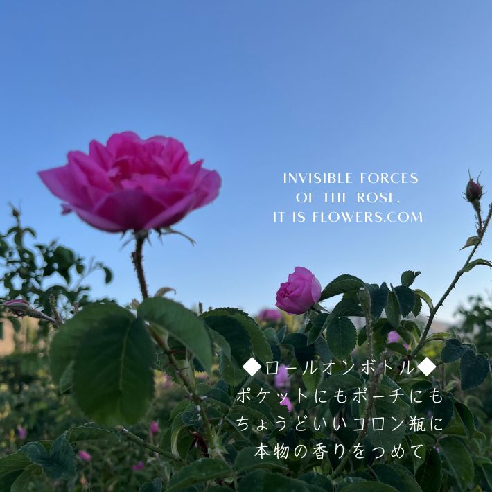 貴重 BLUE ROSE ばら園ピュアミスト - メルカリ 貴重 BLUE ROSE ばら園