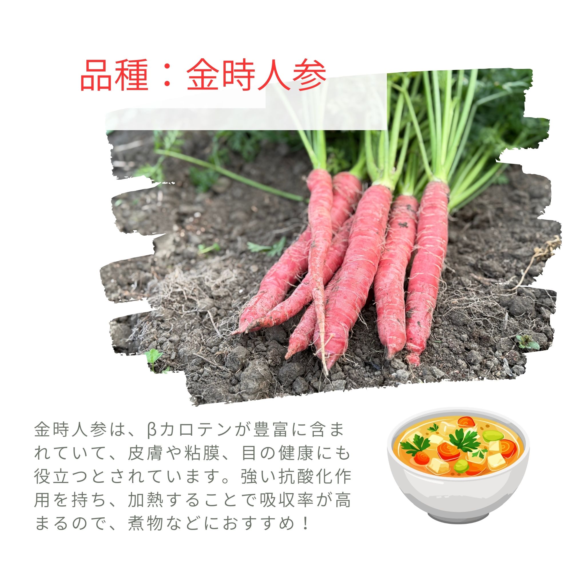 にんじん食べくらべセット1.5㎏