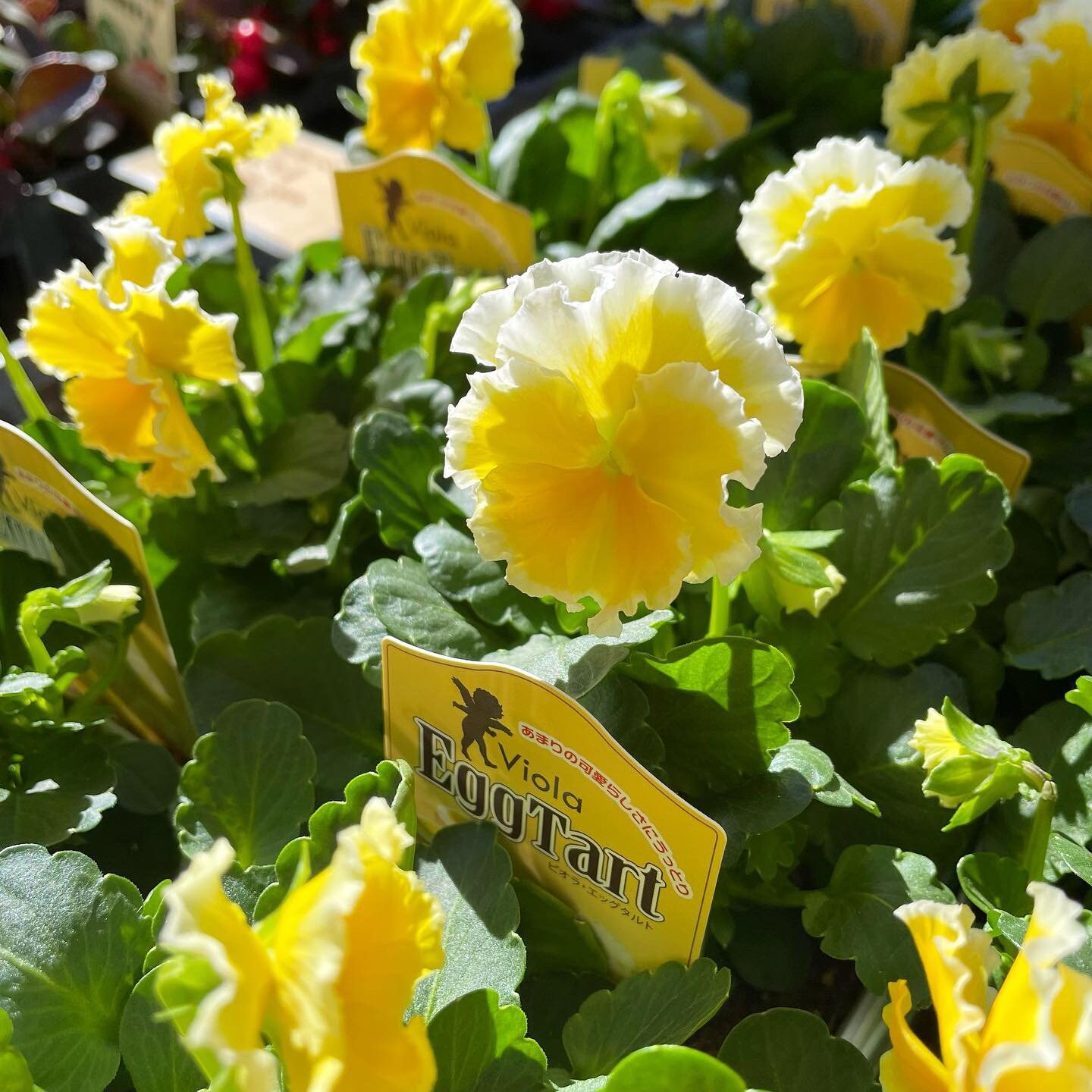 8 N様専用 花苗セット