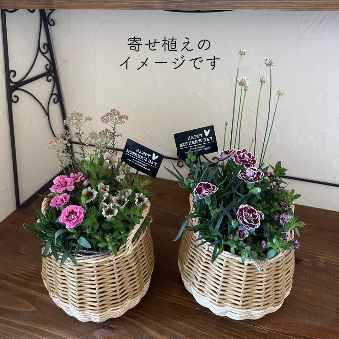 母の日にも♪ 寄せ植え　花■大人可愛いバスケット 母の日ギフト2024】フラワーバスケット(寄せ鉢)Lサイズ | 橋本種苗園