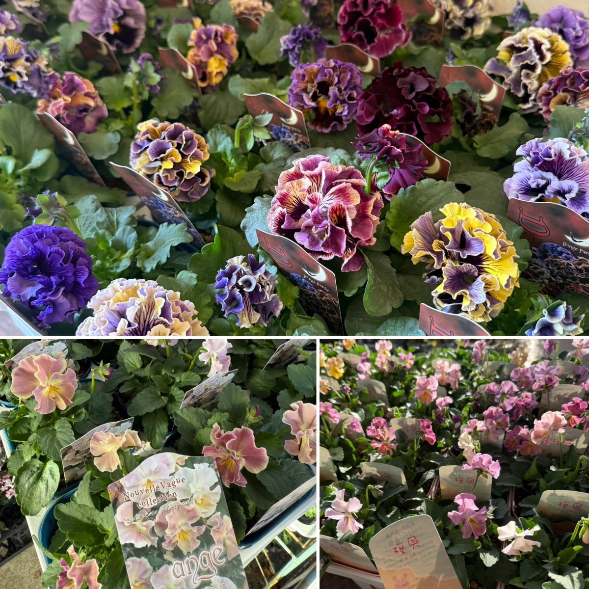 新潟県柏崎市にあるガーデニングショップensoleilleplaceアンソレイェ