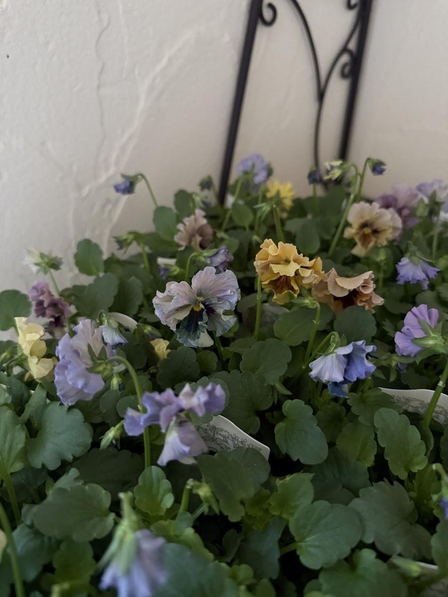 ジョン・シンガー・サージェント、アルハンブラの天人花の中庭 ジョン