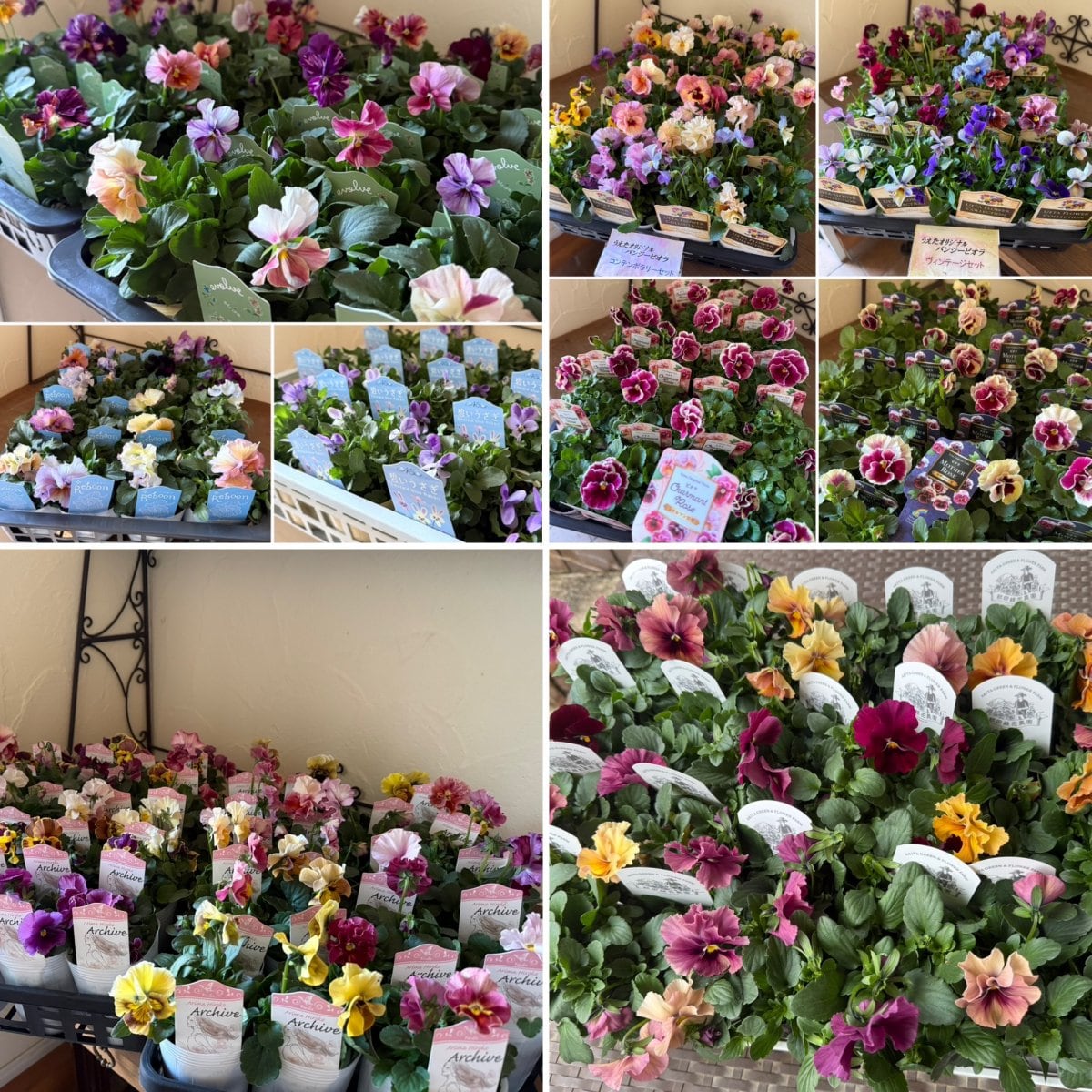 №196【K様専用】花苗セット