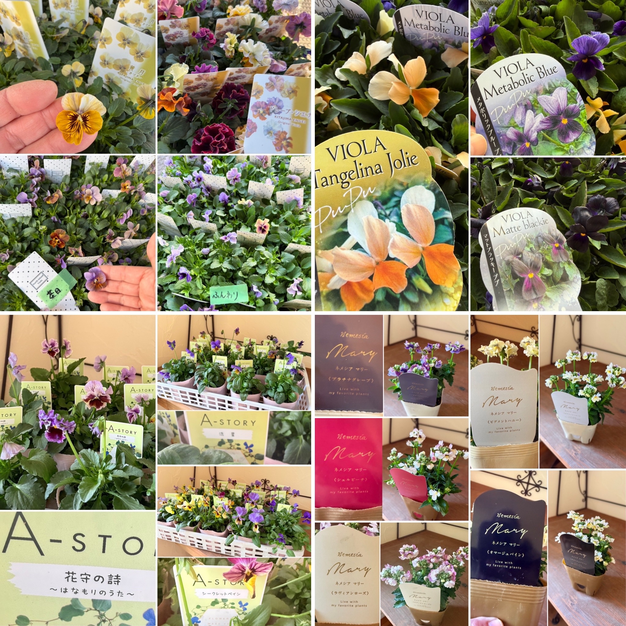 №196【K様専用】花苗セット