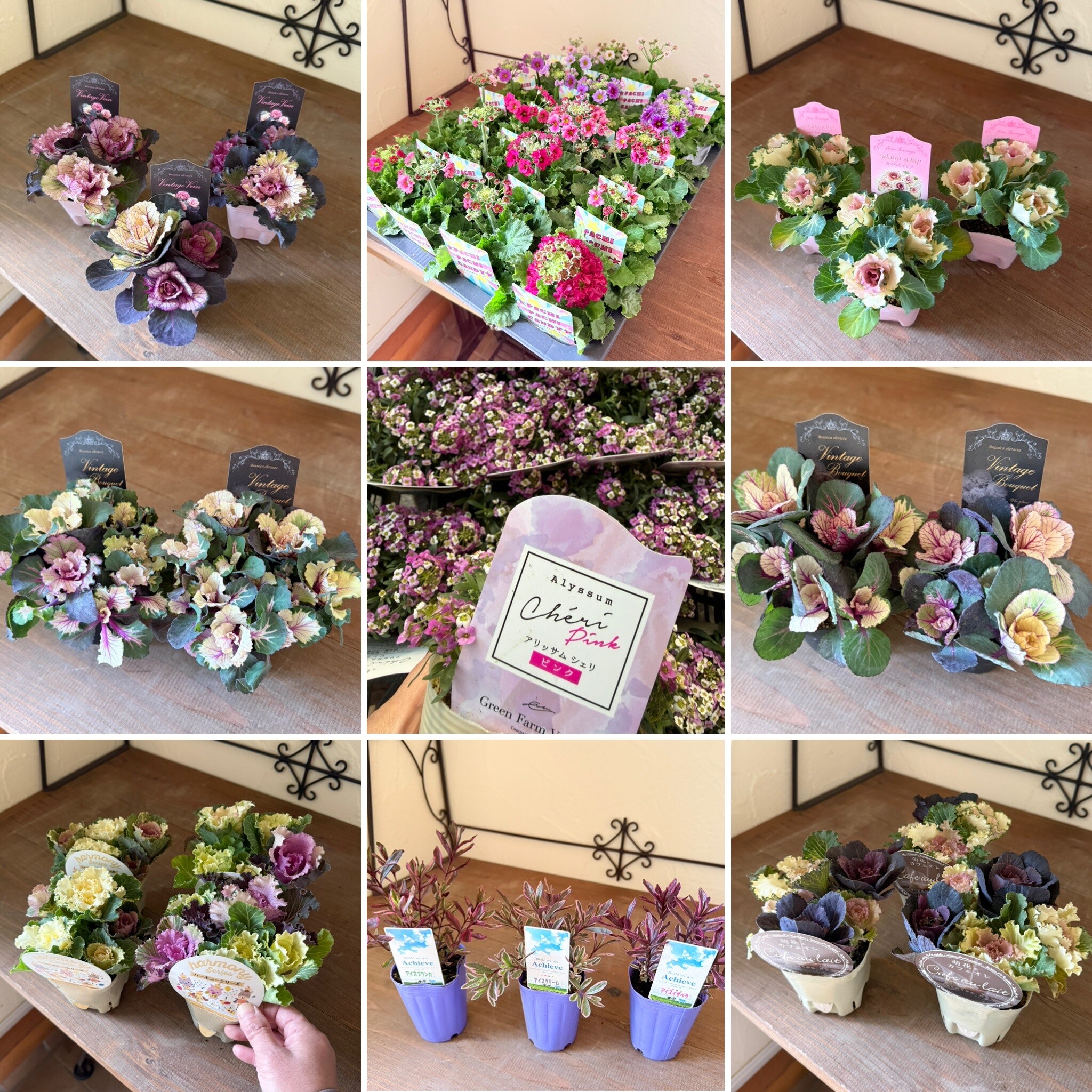 №196【K様専用】花苗セット