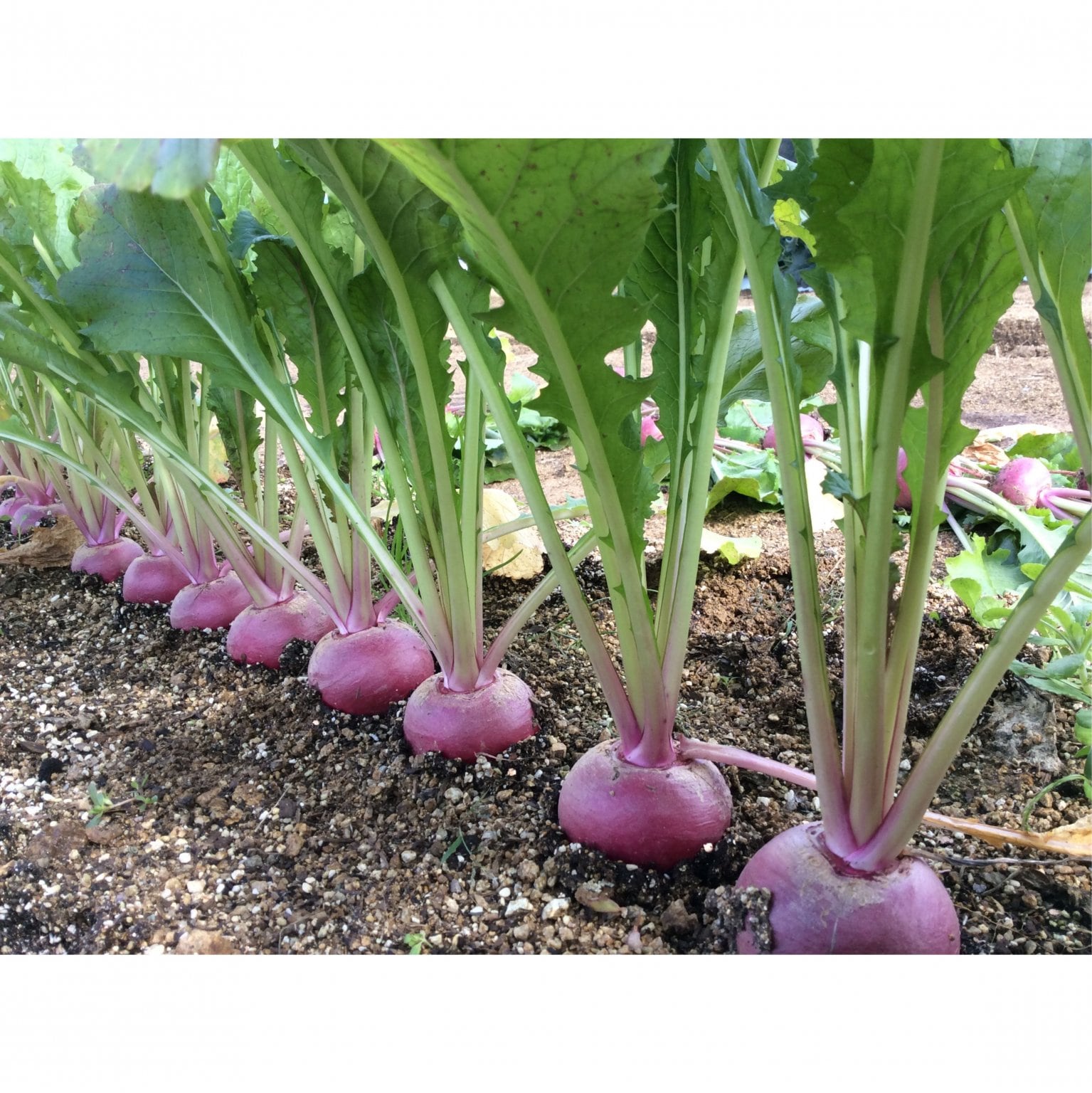 【７月6日　ナント種苗宇陀研究農場見学者限定】　秋種子お試しセット