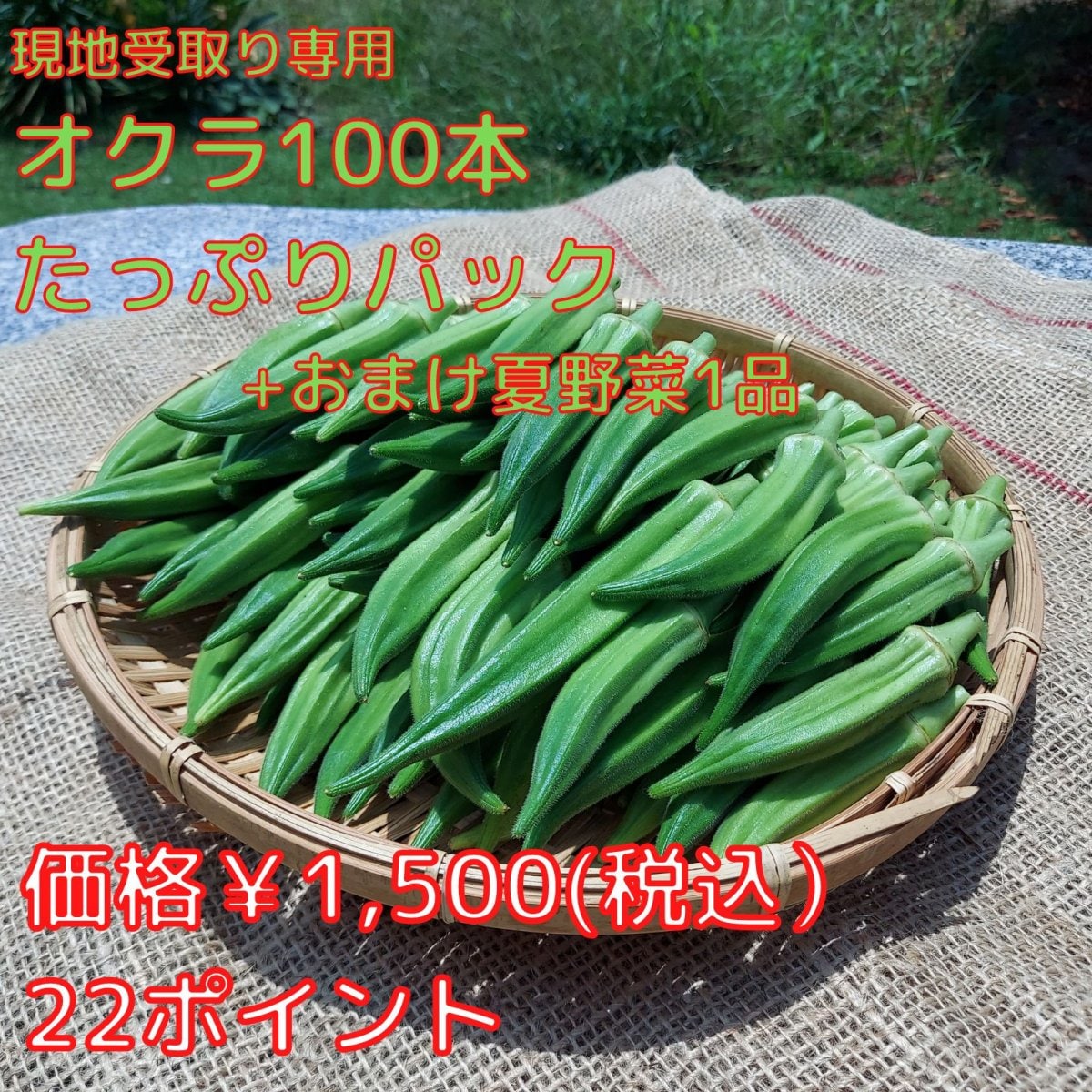 現地受取り可能なお客様専用　オクラ100本　たっぷりパック（約1kg）　プラスおまけ夏野菜