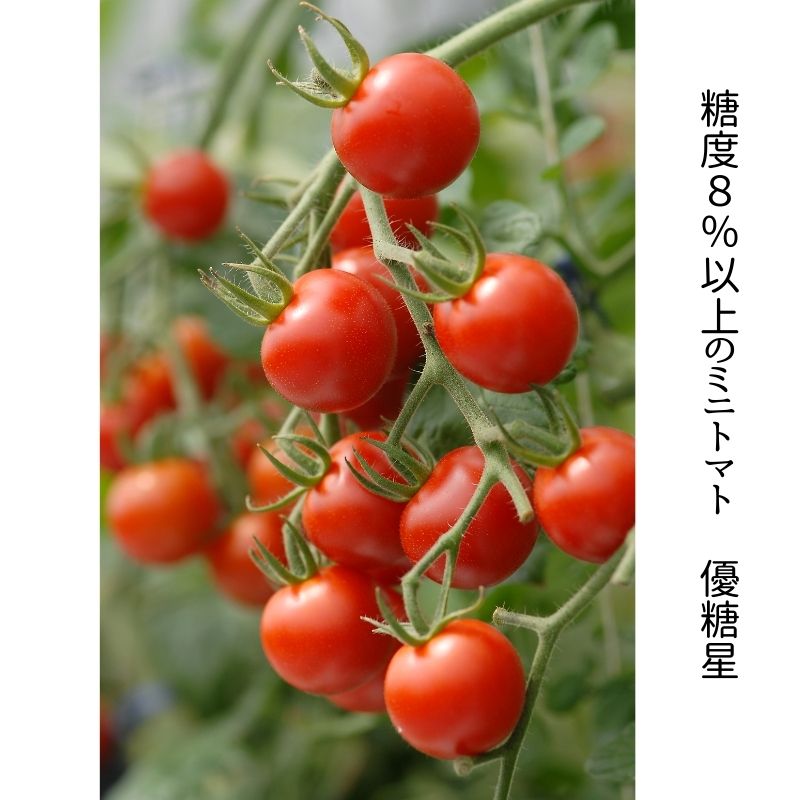 tomato-ume とまと梅300g