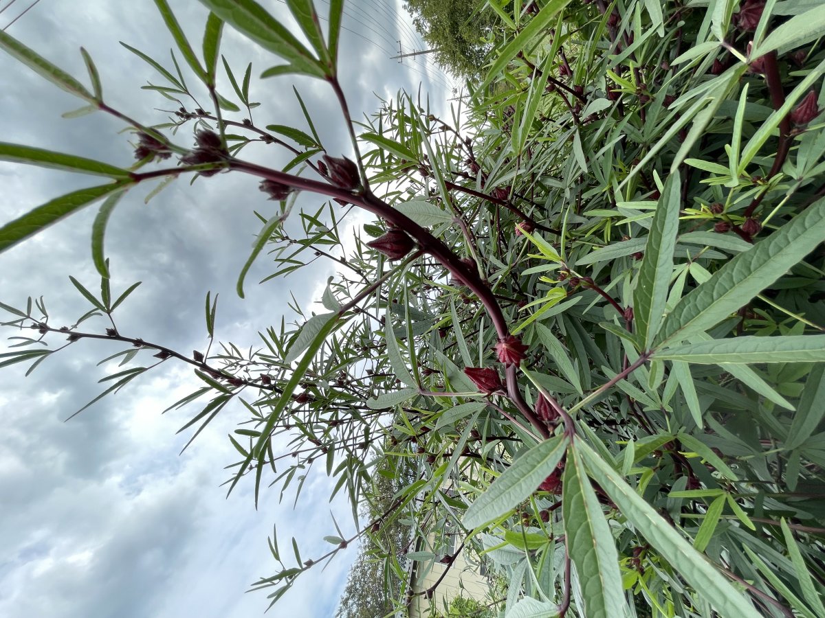 10/17(金）開催『ハーブを楽しむ会』目黒住区センター（三田分室）オリジナルブレンドハーブティを作る